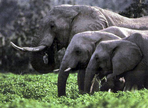 Three African Elephants